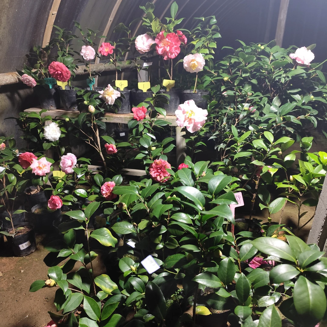 品种茶花花苞茶花盆栽四季观赏室内外好养耐寒耐热