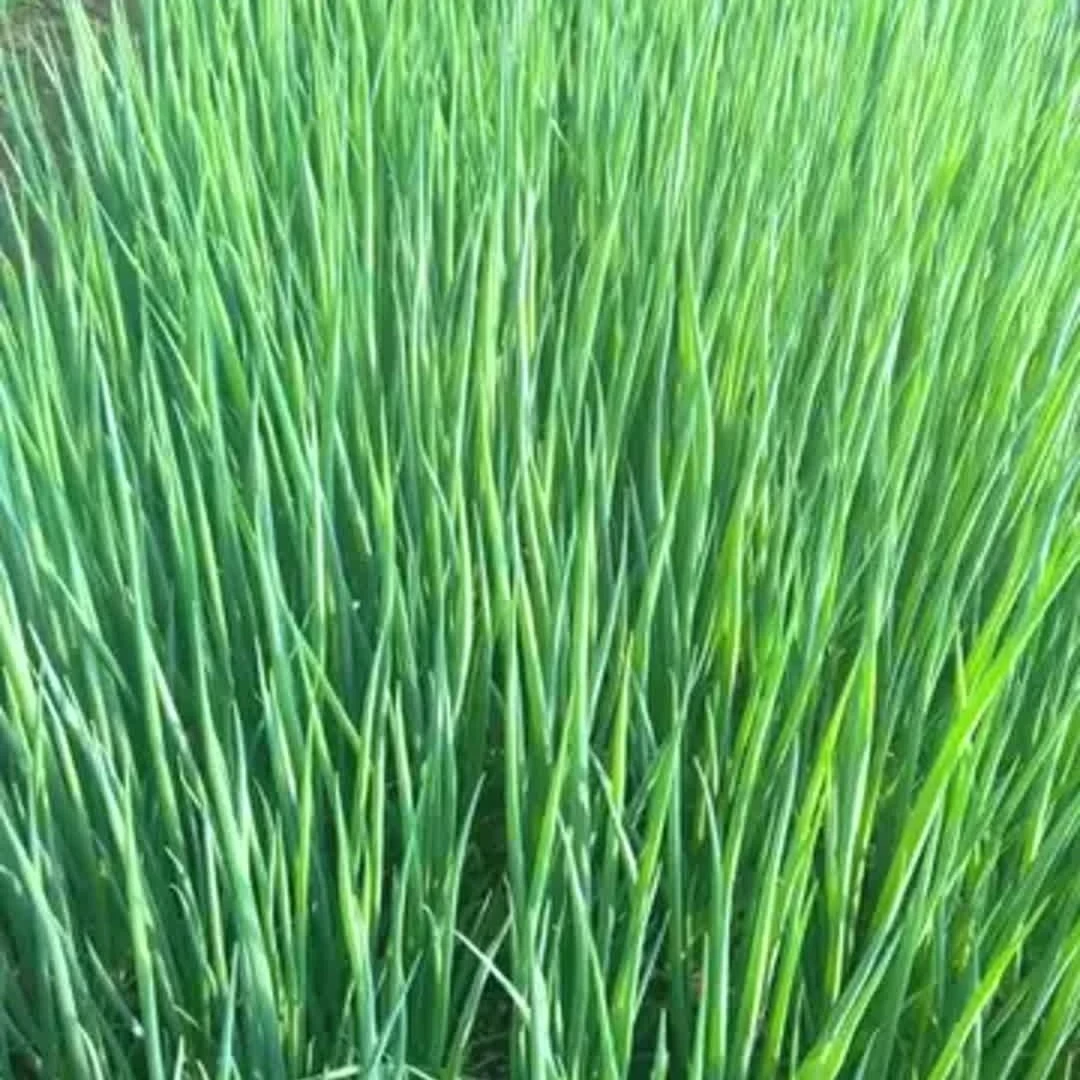 山东小香葱嫩葱凉拌生吃调味品农家菜包邮发货