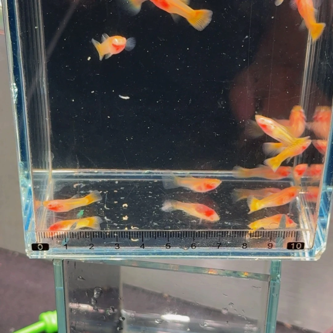 *****孔雀鱼小鱼的鱼儿