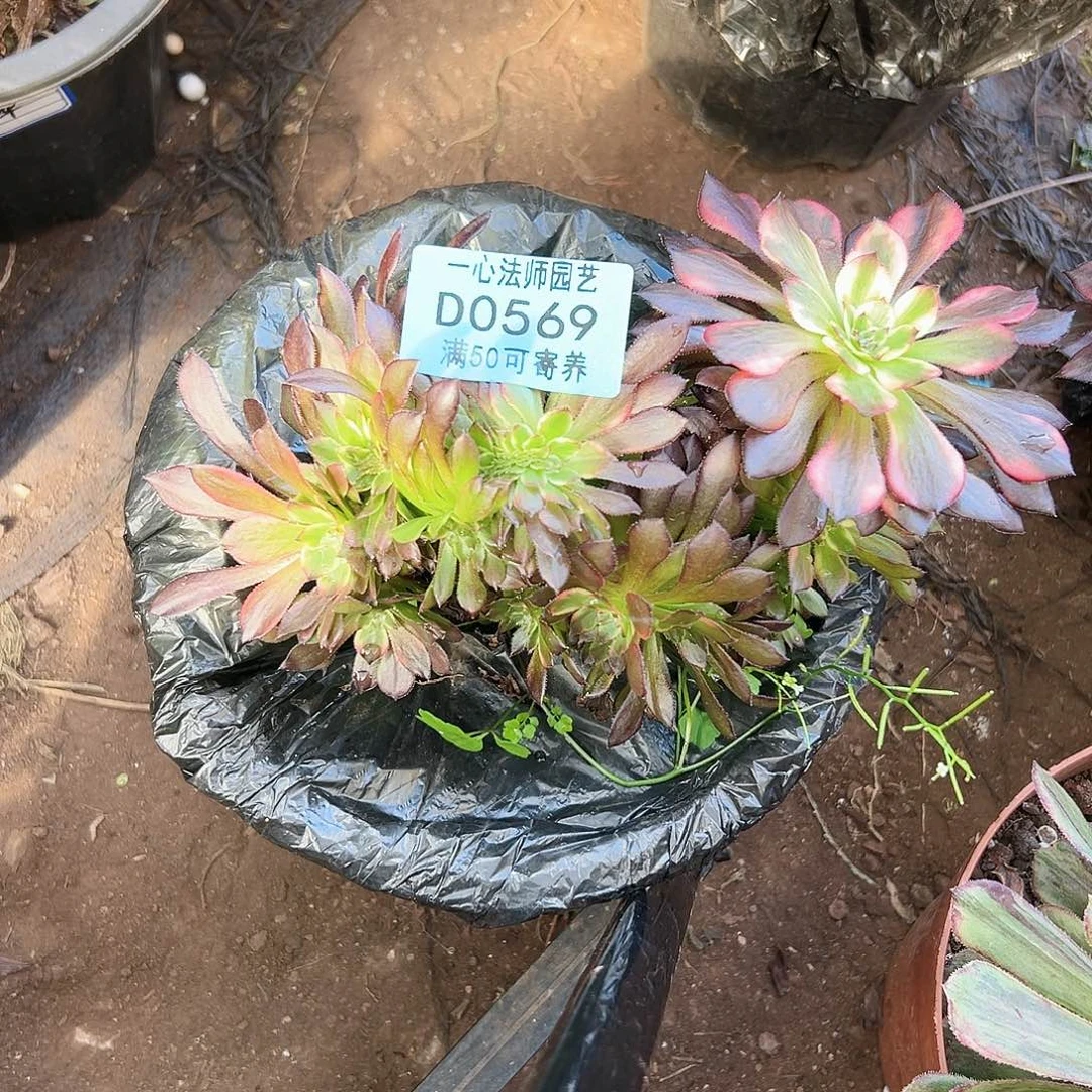 多肉植物多肉植物0569