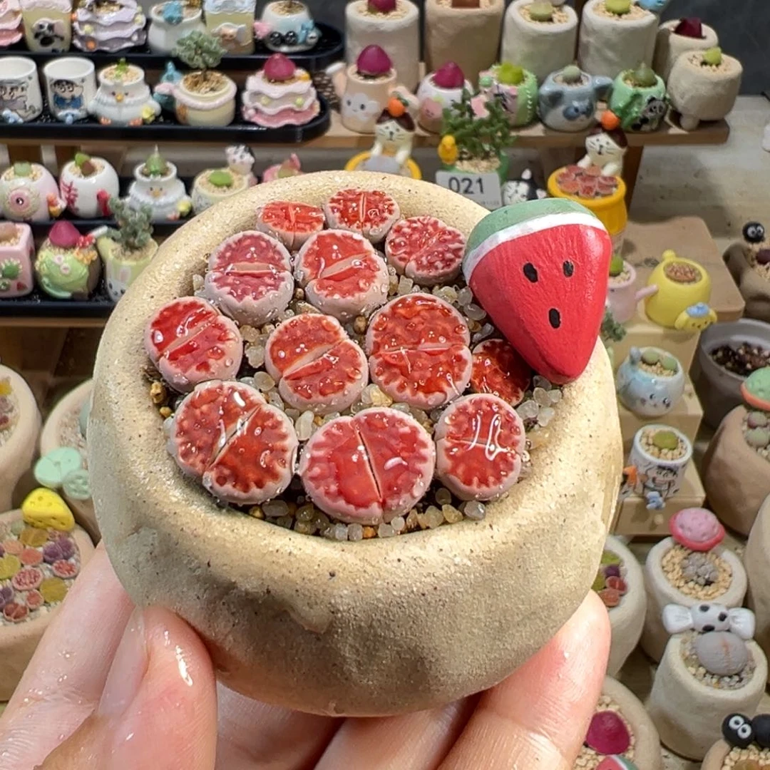多肉植物46号红色