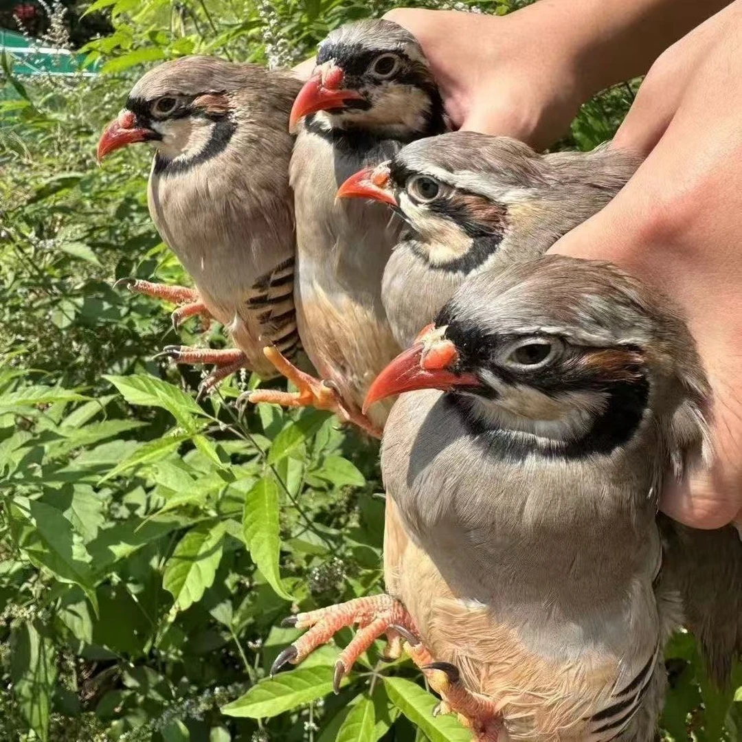 农村4只养殖瓜瓜鸡粮食喂养顺丰快递包邮包售后