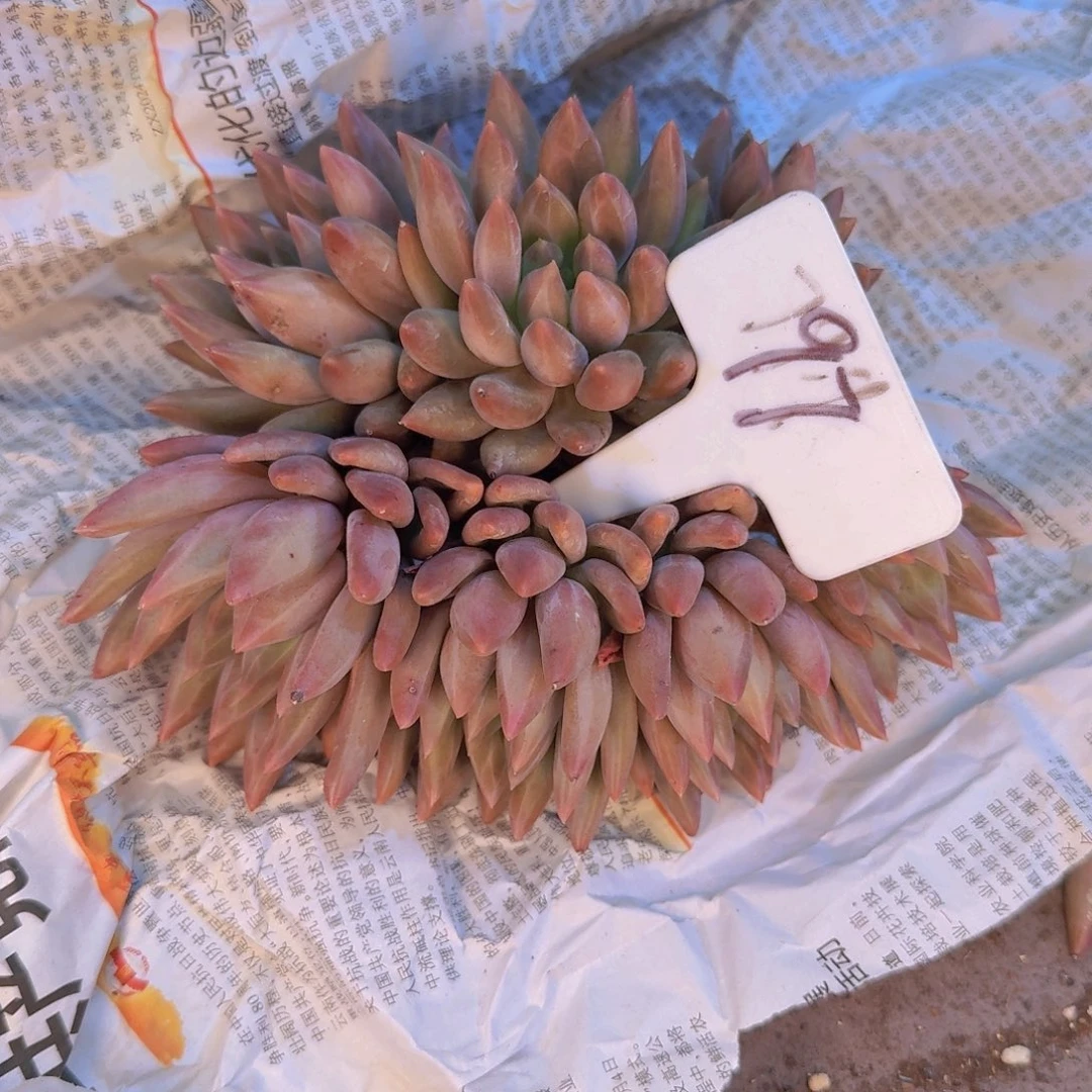 素***锦多肉植物的生长发育与生长