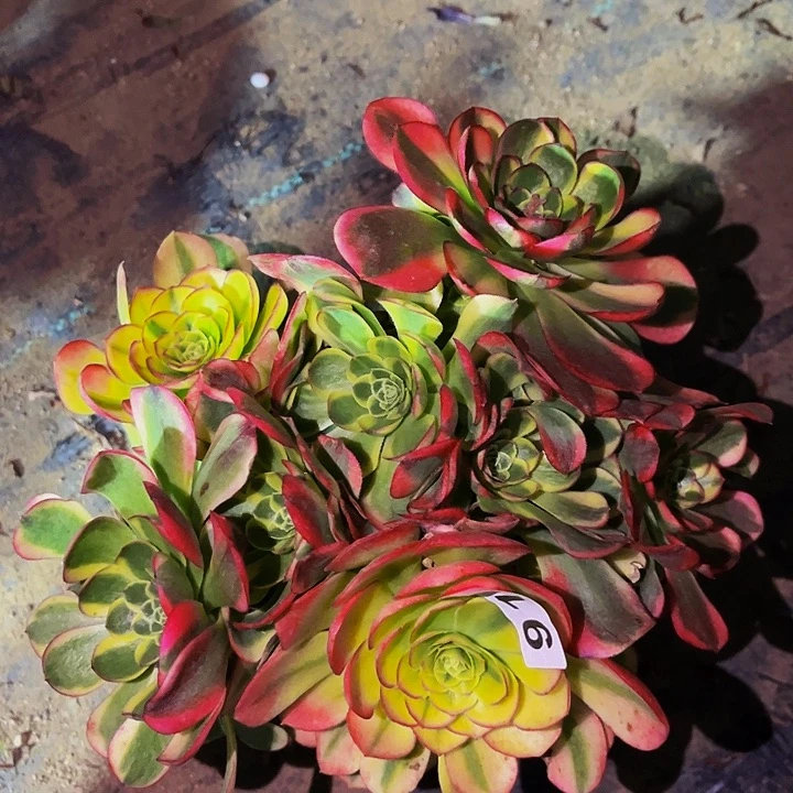 919奶白宽锦多肉植物处理不售后