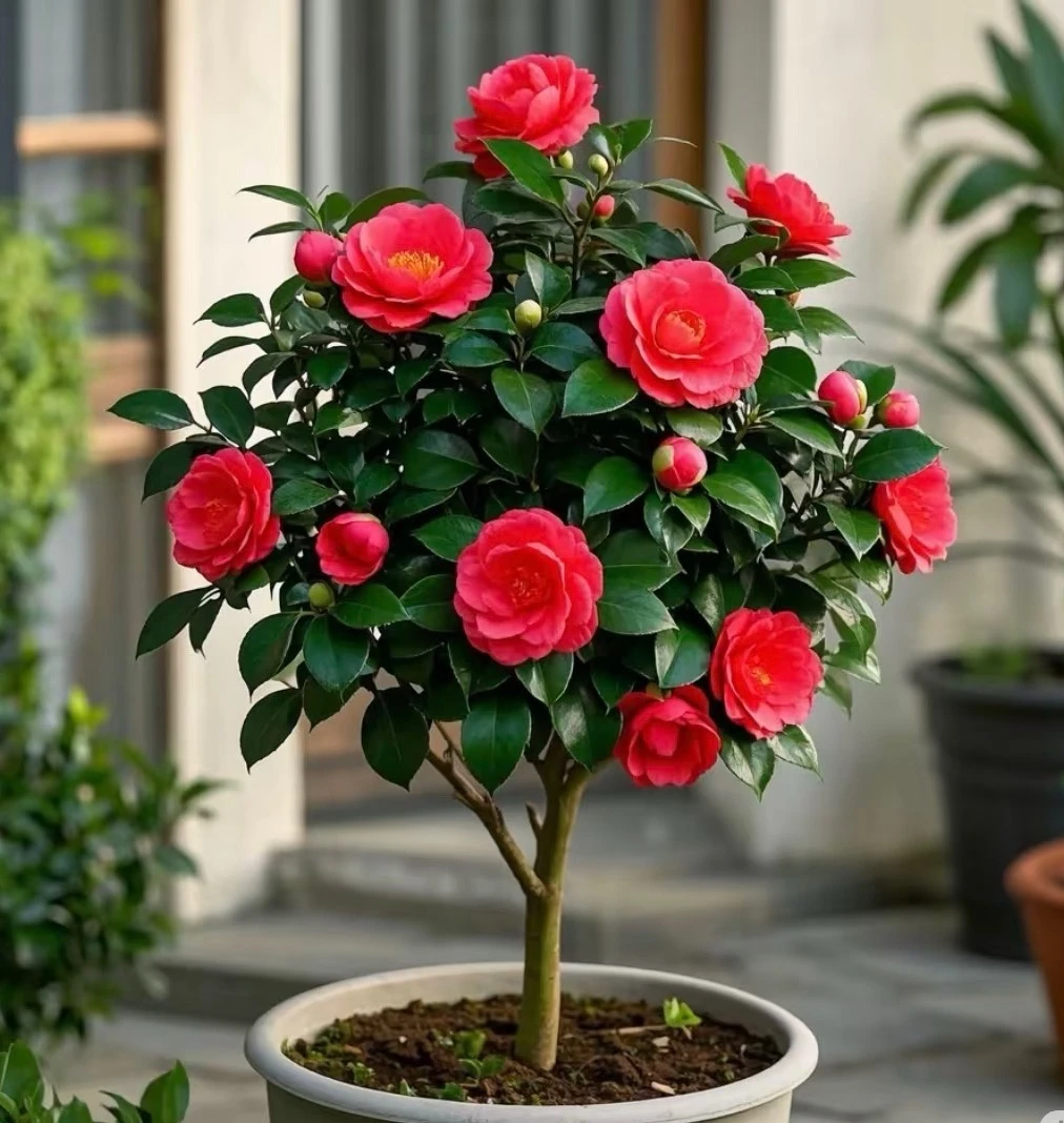 【四季财神茶梅】茶梅室内外阳台花盆栽花卉植物四季常青庭院