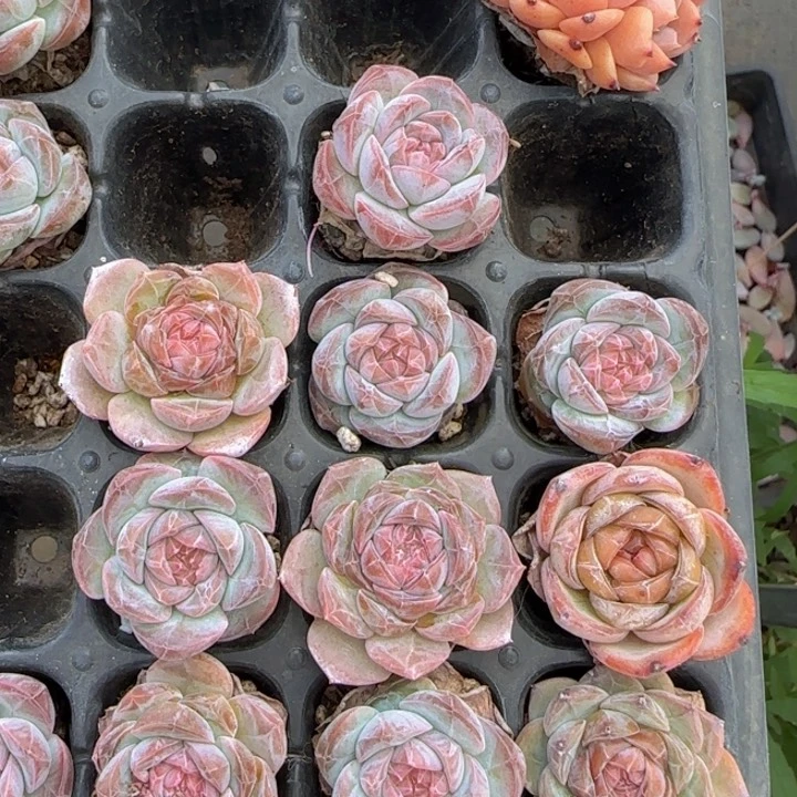 珍妮10颗脱土发货