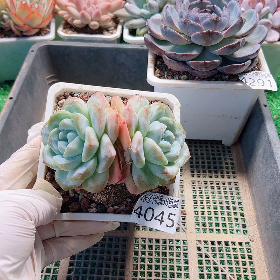 无花朵多肉一物一拍植物4045