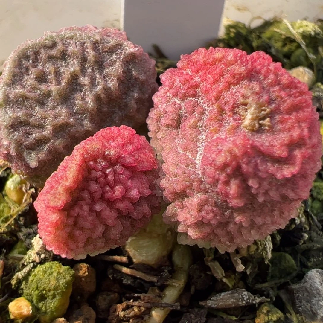 实生新品多肉植物水泡多肉植物