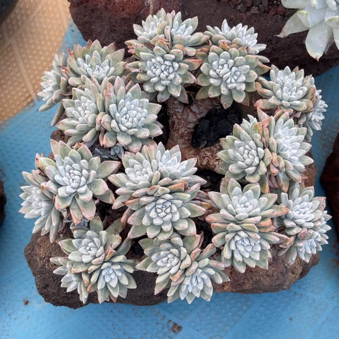 【***】刘丹状态，仙女杯多肉