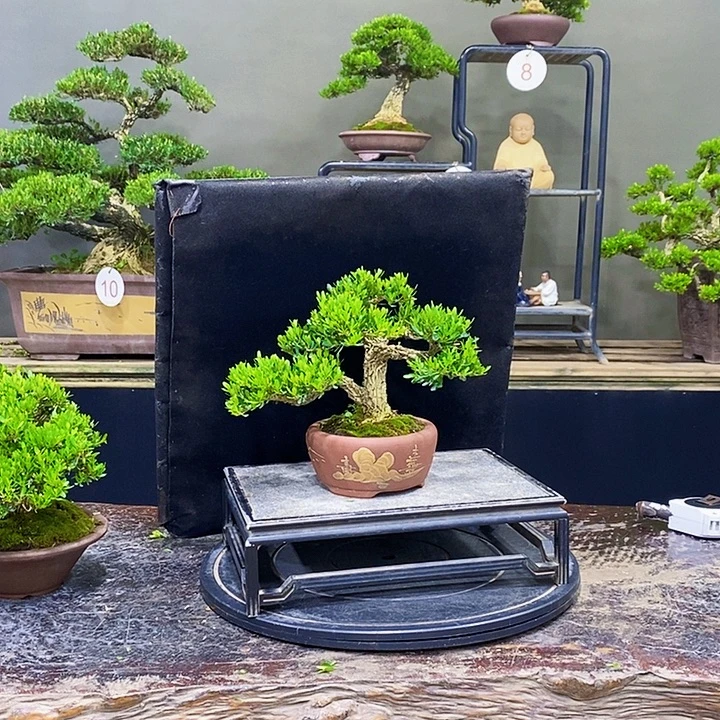 无花朵M黄杨盆景四季常青