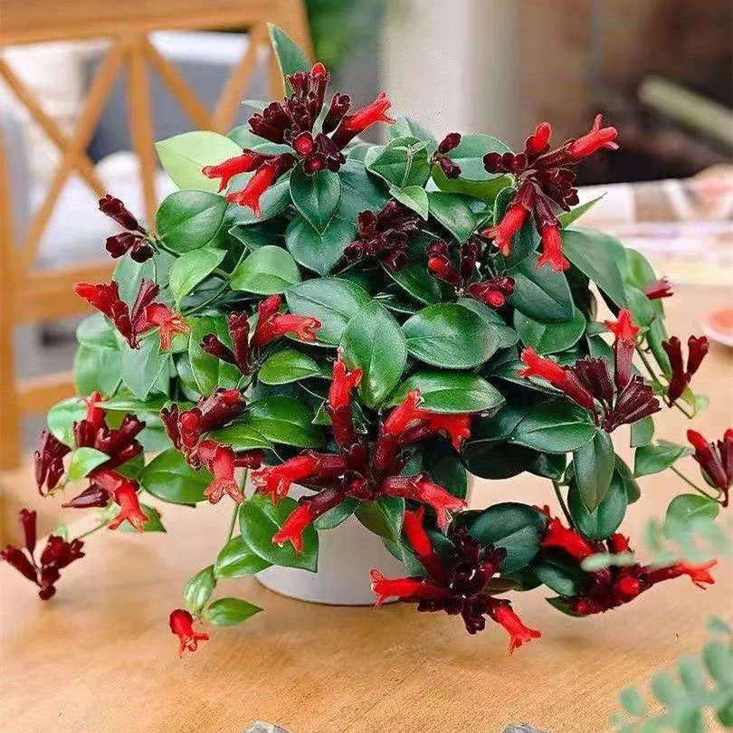 口红吊兰盆栽 室内阳台垂吊四季观花垂吊植物吸甲醛 垂钓型植物