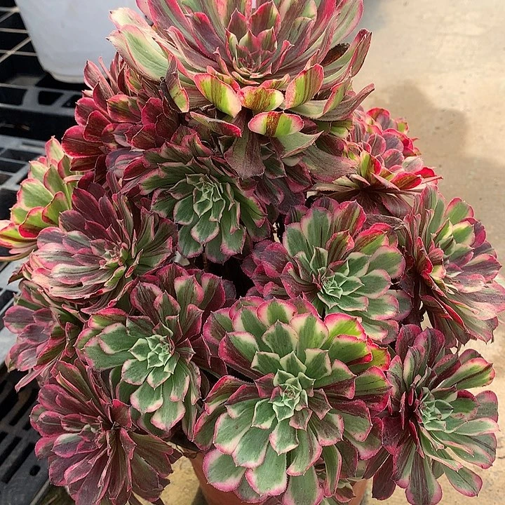 默***483.同花顺多肉植物