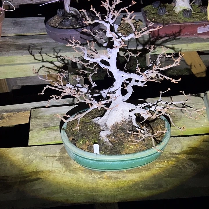 *****无花朵盆景不包邮