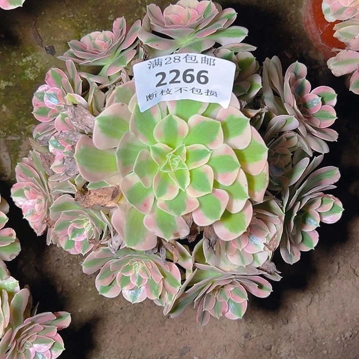 2266粉女巫多肉植物