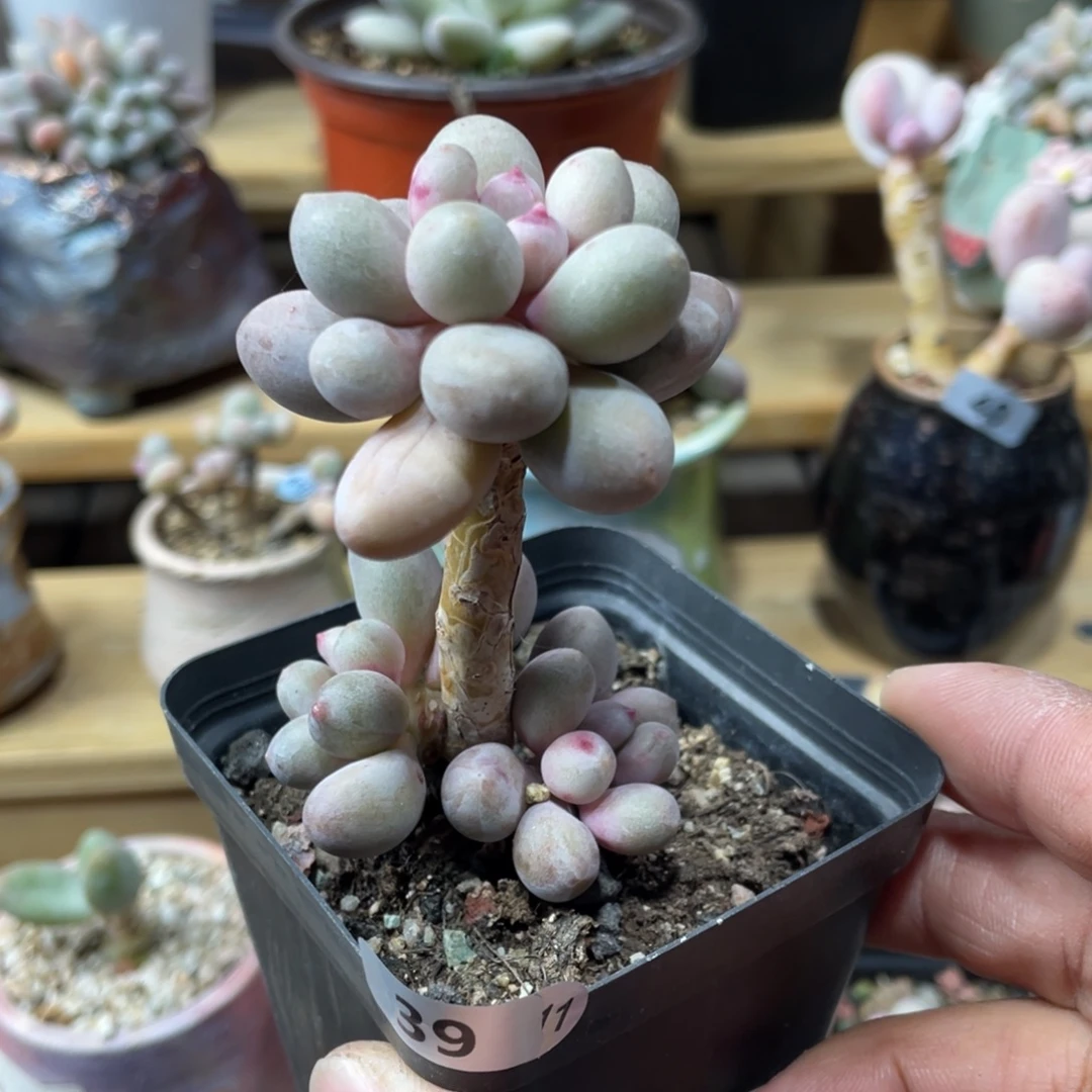 仙子奶酪出奶尖多肉