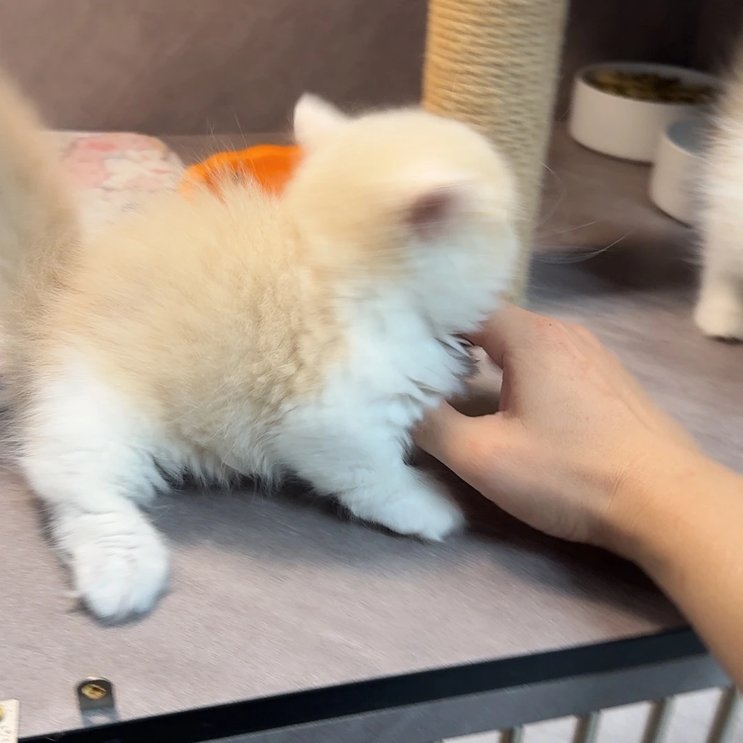 乳白拿破仑乳白拿破仑小弟弟