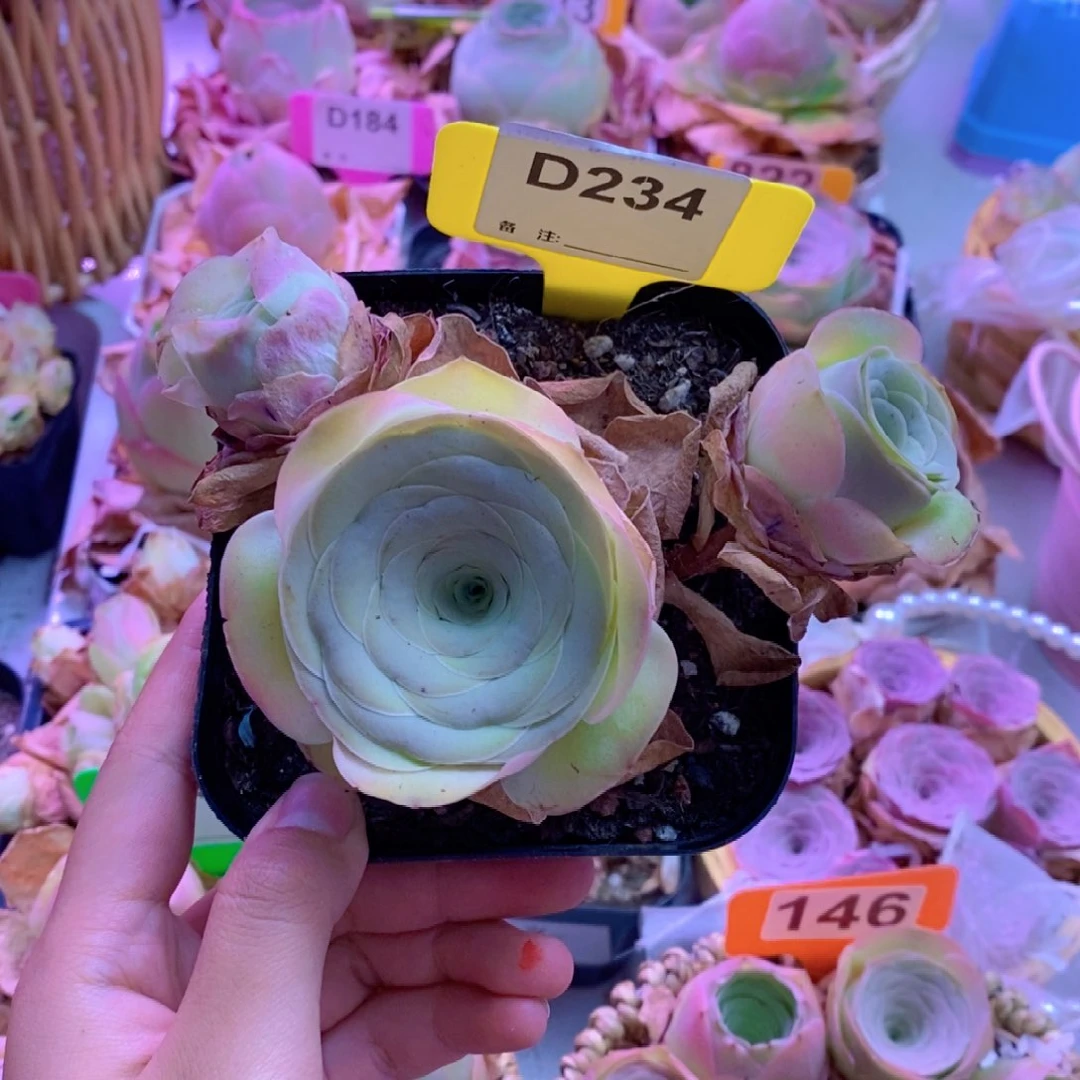 无花朵D234山地玫瑰一物一拍
