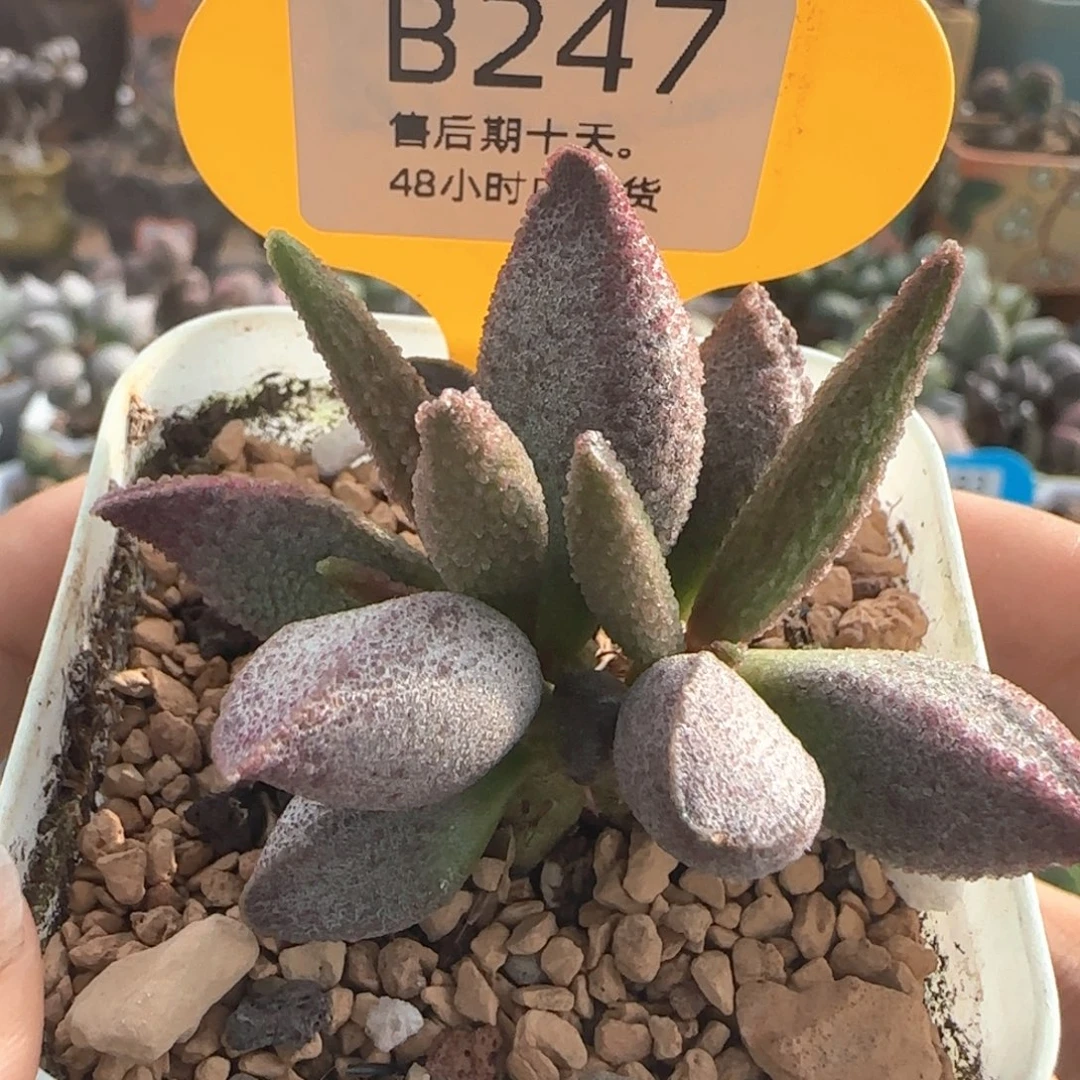 纯红哈默杂。    247。