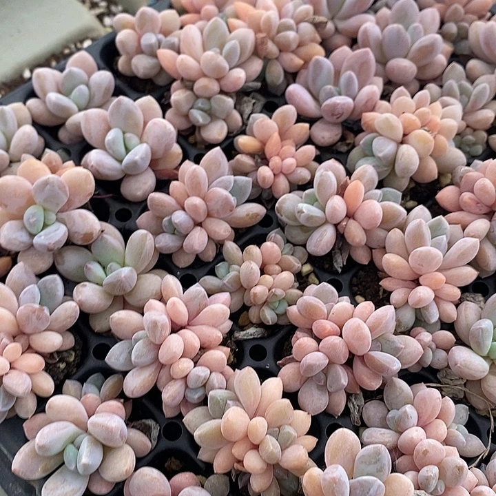 9 多肉植物盆栽花卉植物