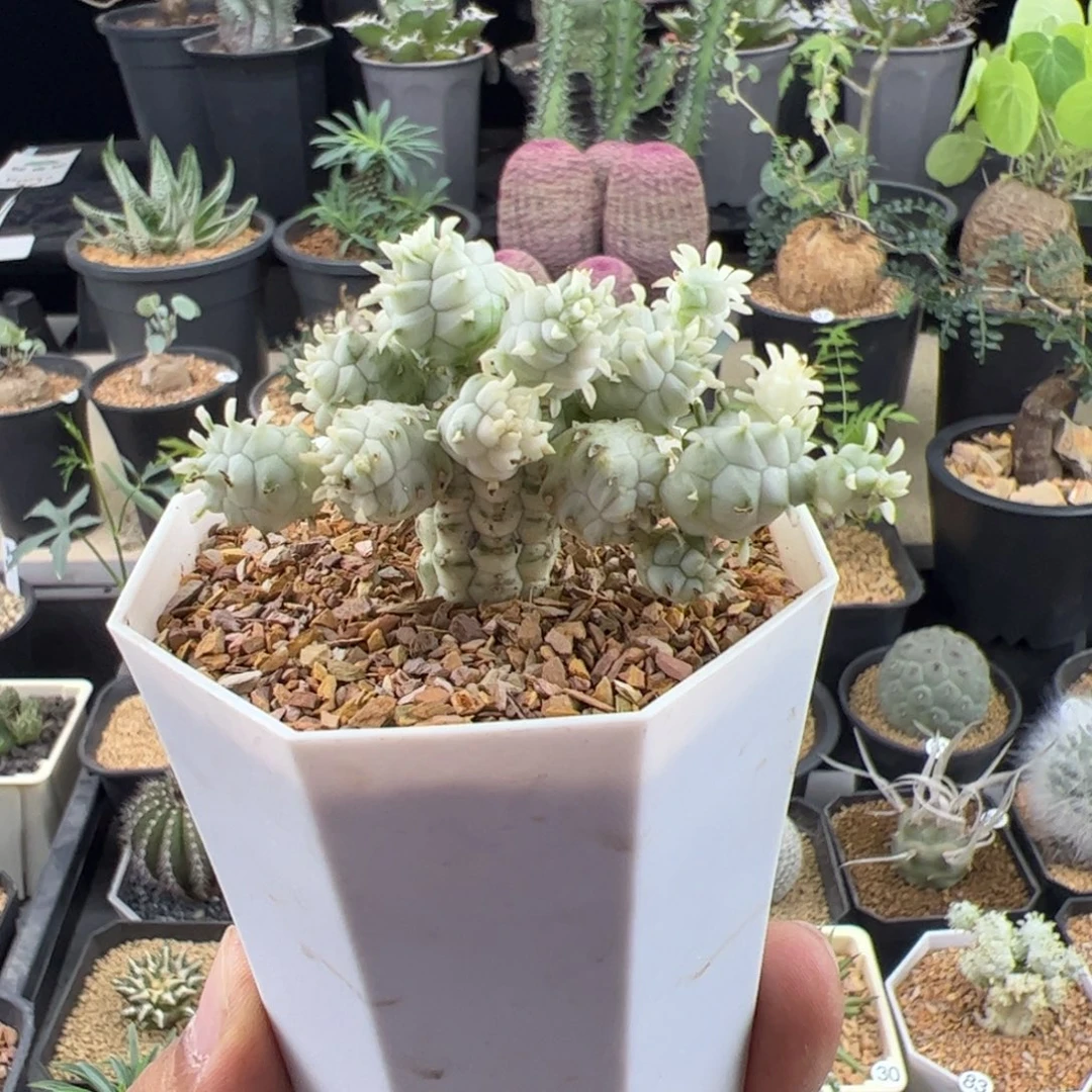 白桦麒麟大戟一物一拍脱土发
