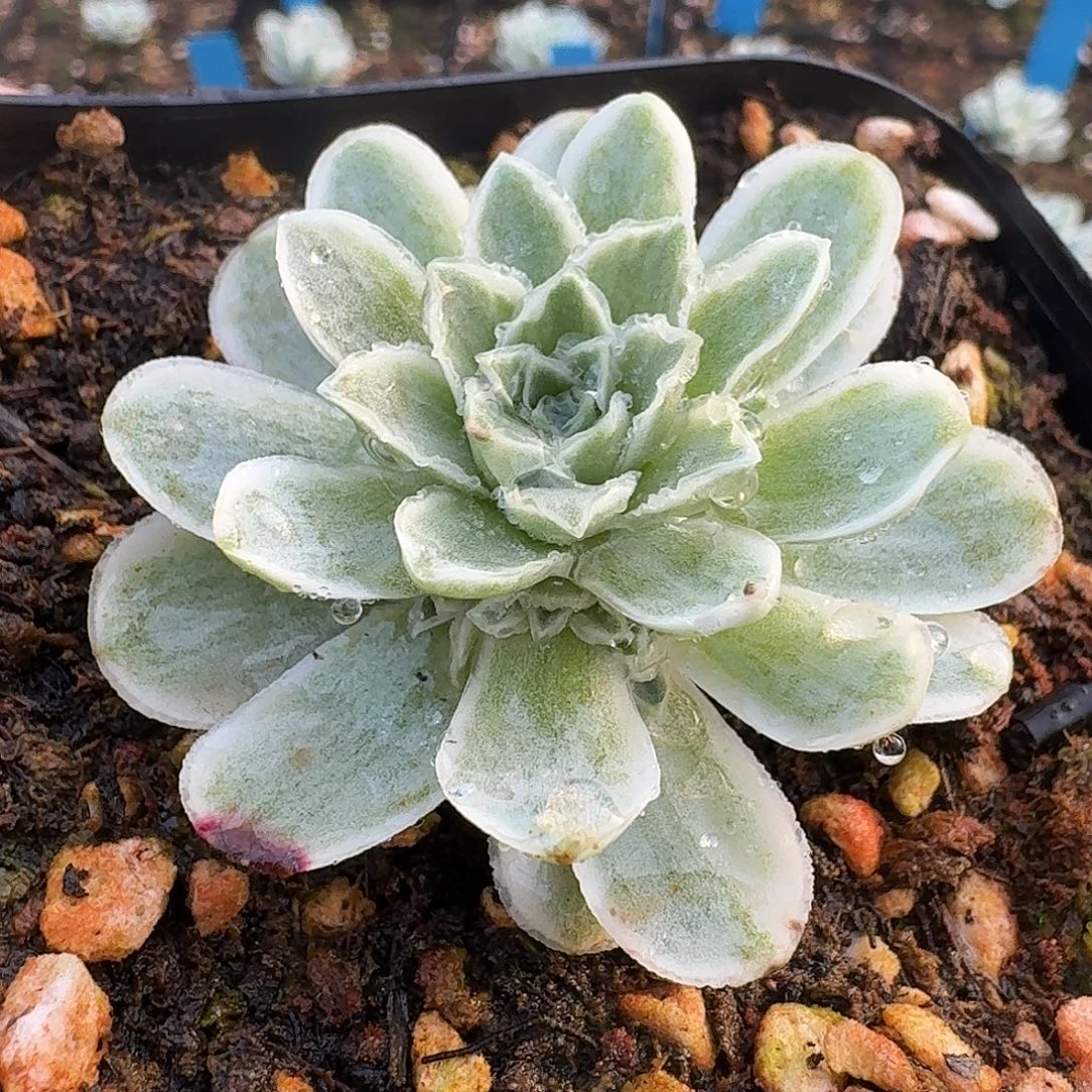 蕾丝手捧秋夕生长期一物一拍