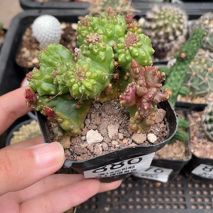 880缀化 仙人球植物