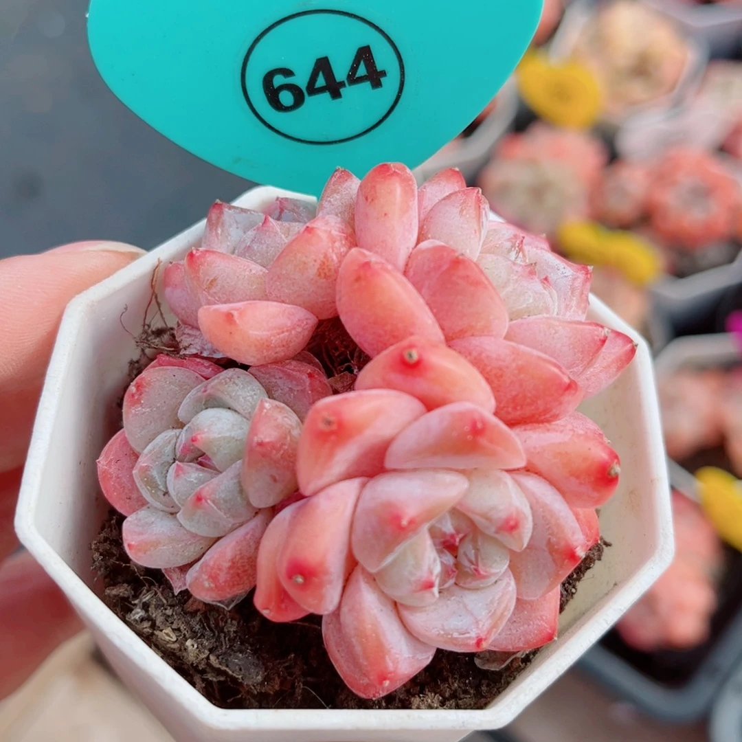 644号小老桩糖心群