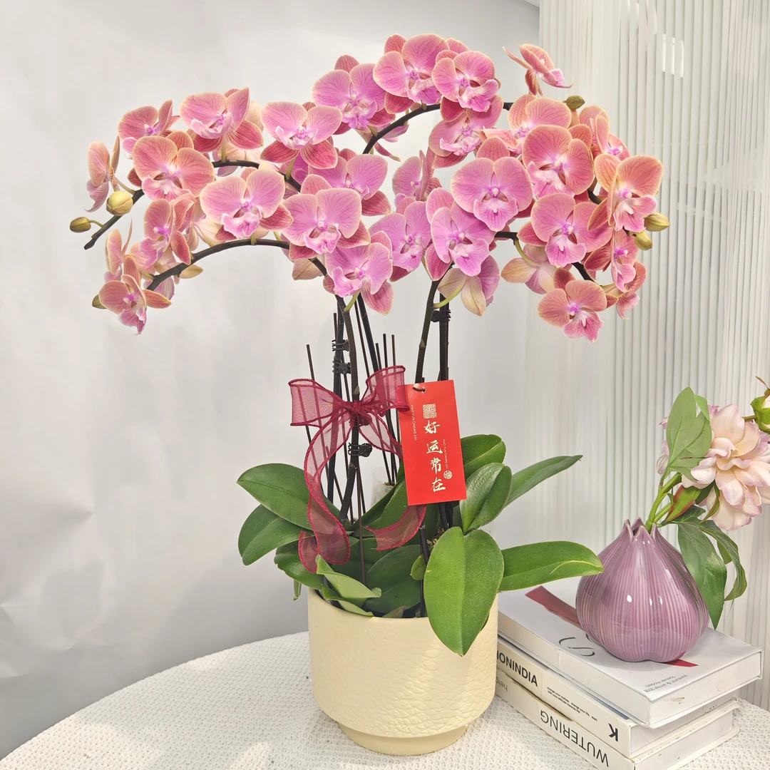蝴蝶兰《唯美》 三文鱼色系鲜花绿植 送人送礼 精致礼品