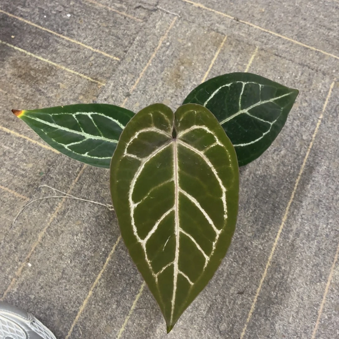 无花朵紫水晶f2xf3