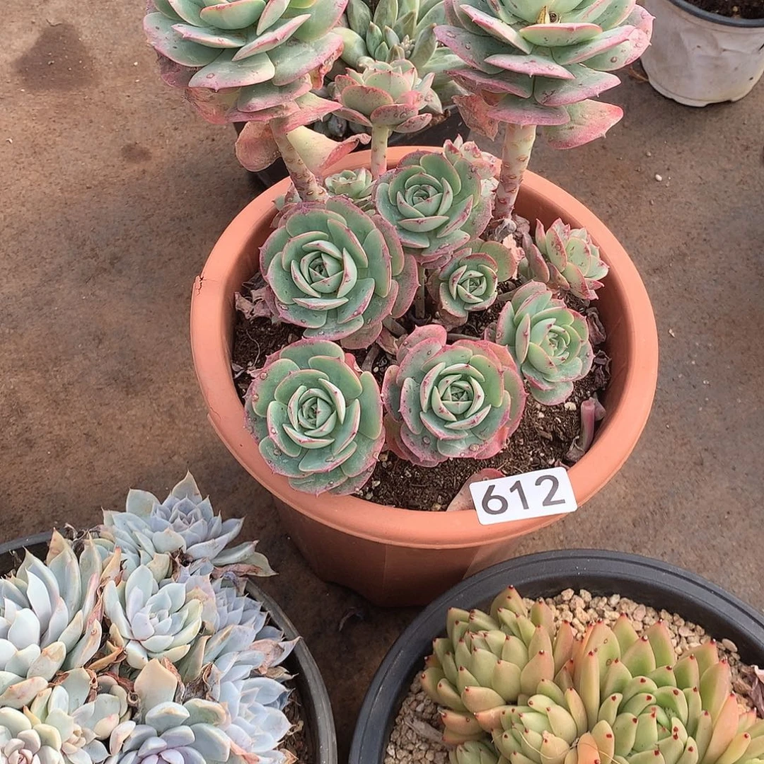 612克罗地亚 一物一拍多肉