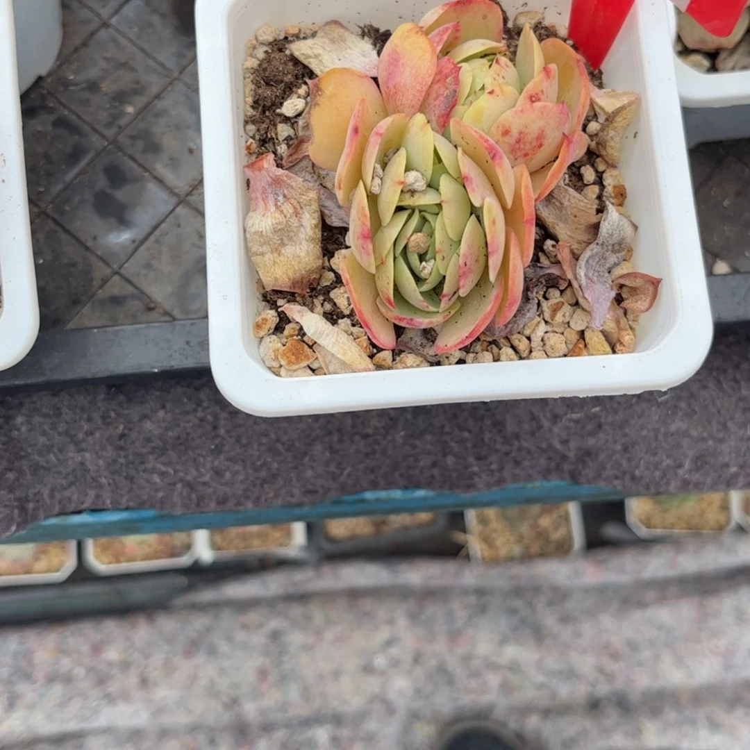?*木多肉植物1111碧淘