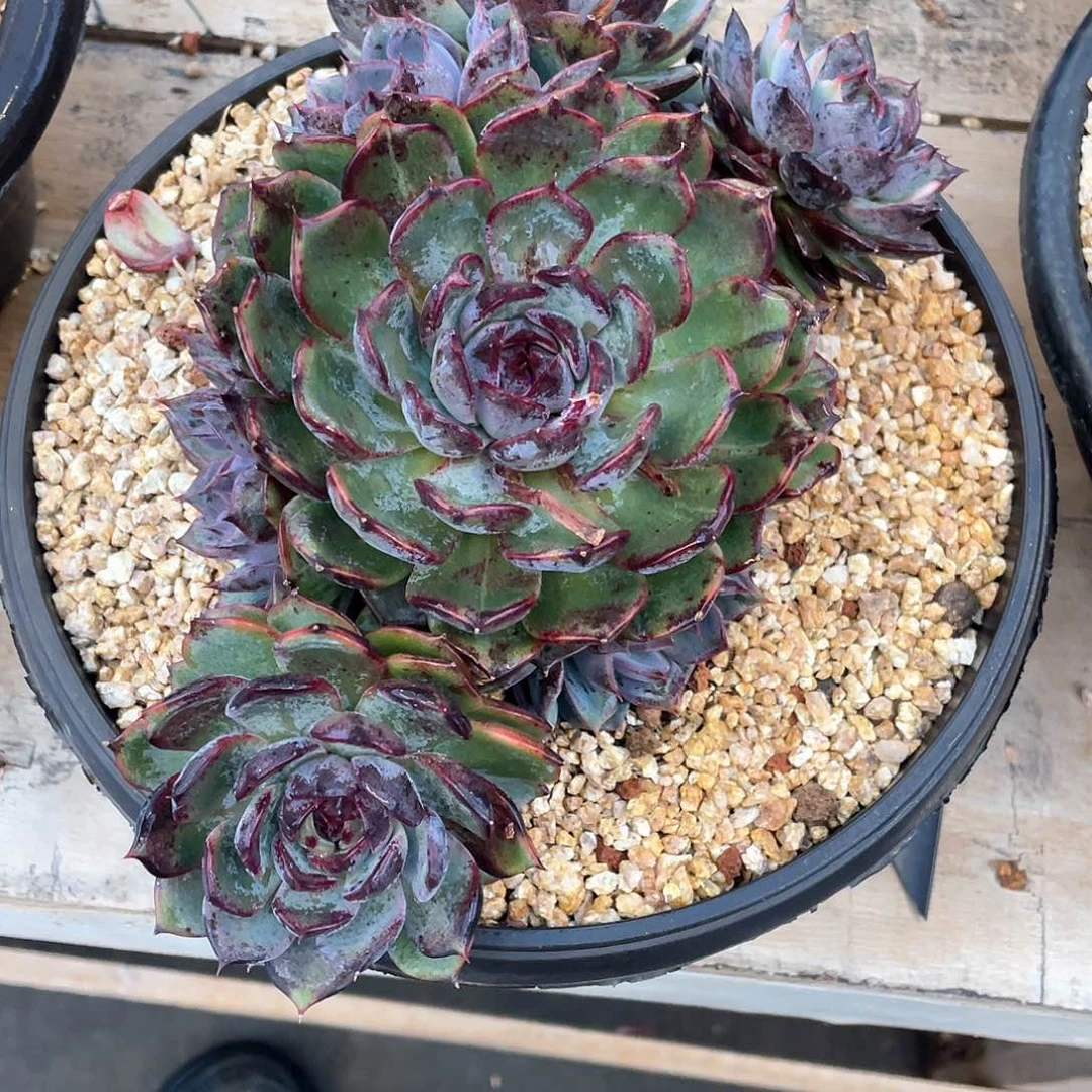 爱****@多肉植物一物一拍