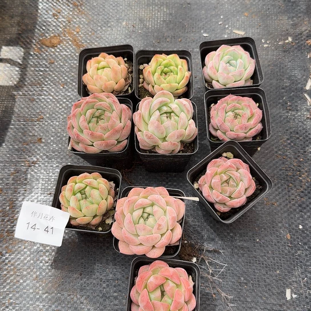 左六带纹路珍妮十棵量拍14-41