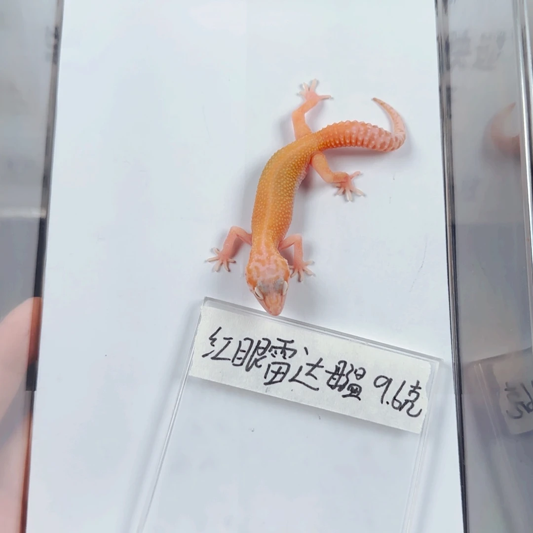 豹纹守宫红眼雷达母温