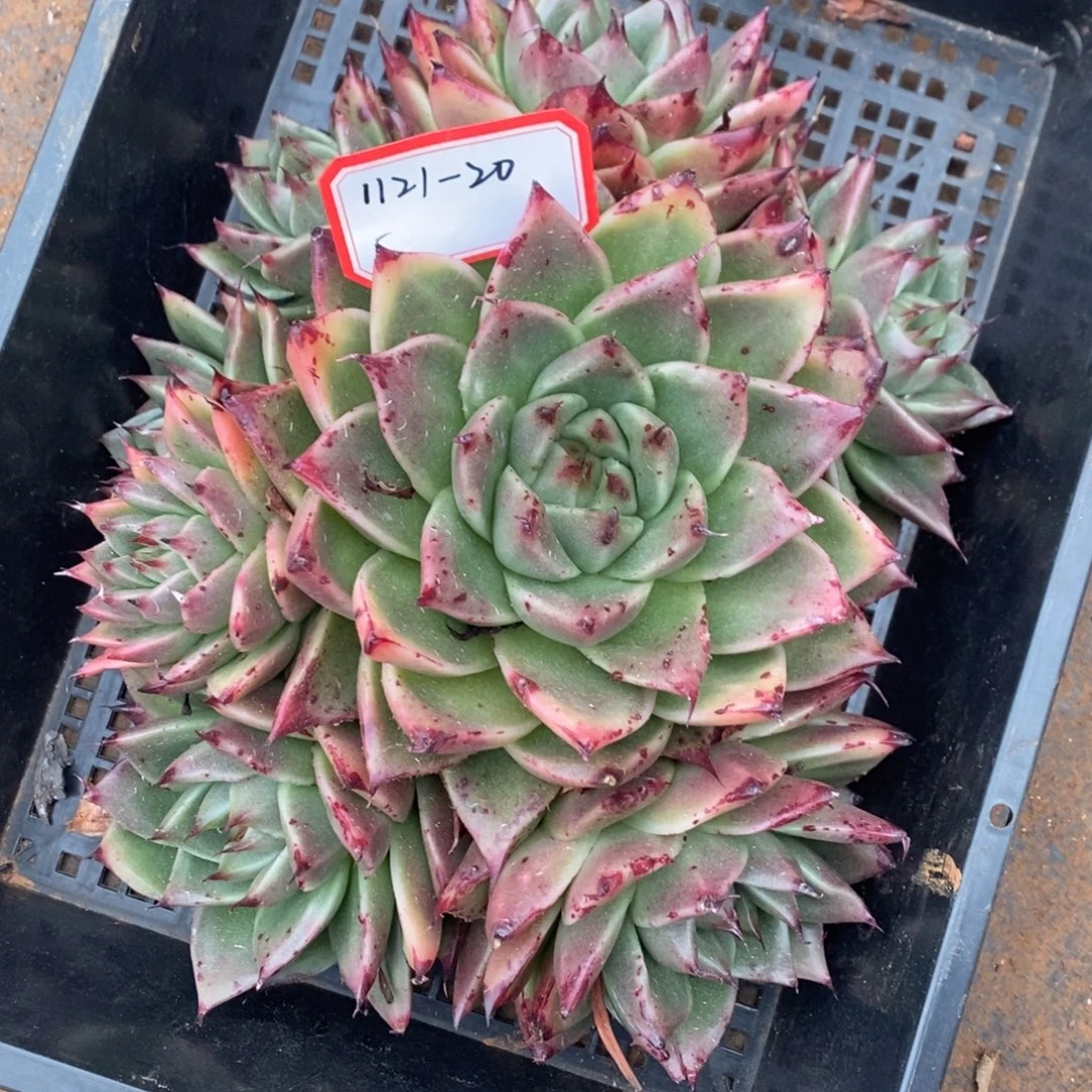 10枝/扎手捧大老桩1121-20