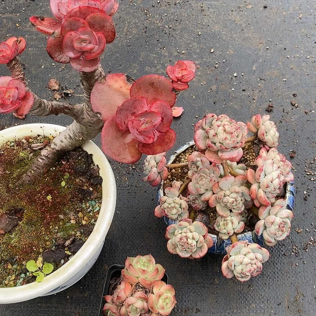 依*1067多肉植物老桩