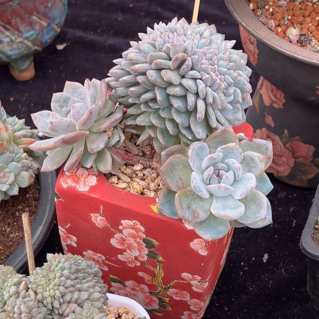 新年快乐 新年快乐