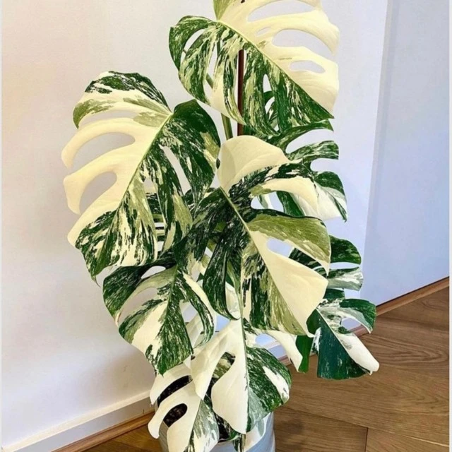 白锦龟背竹洒金龟背竹锦化植物荷兰日本进口白龟切苗好养新手适合