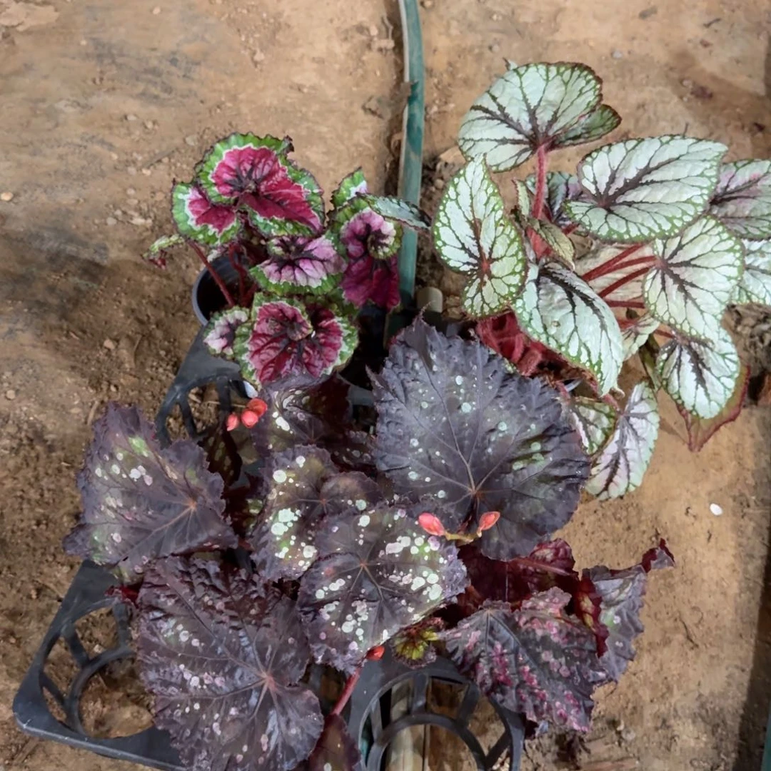 倩***不开花植物一物一拍闪购