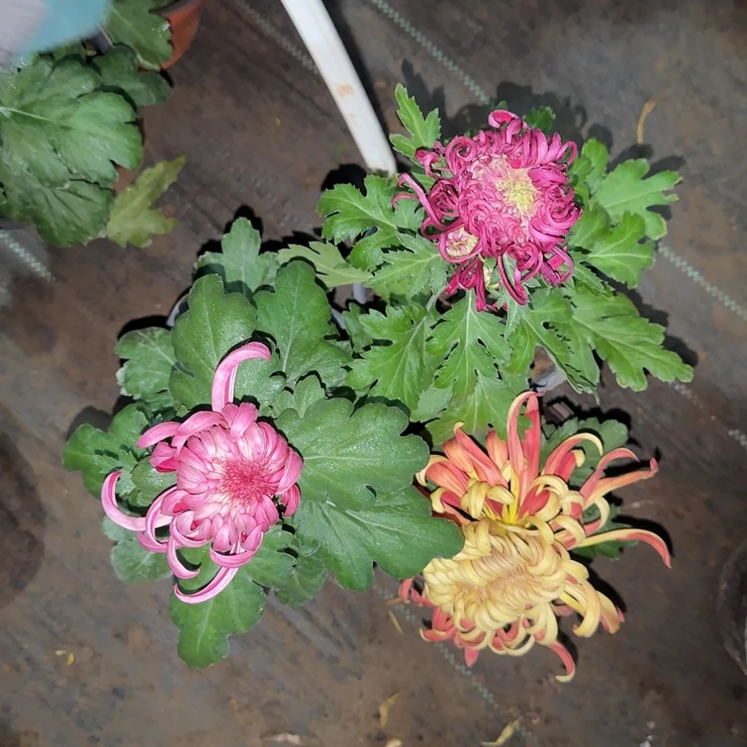 吟***人全部花朵Y00000009