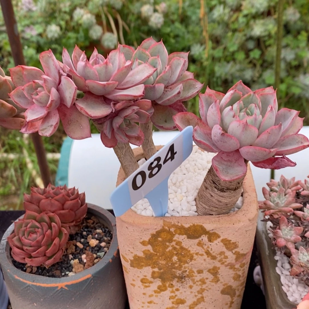 赫拉多肉植物盆栽