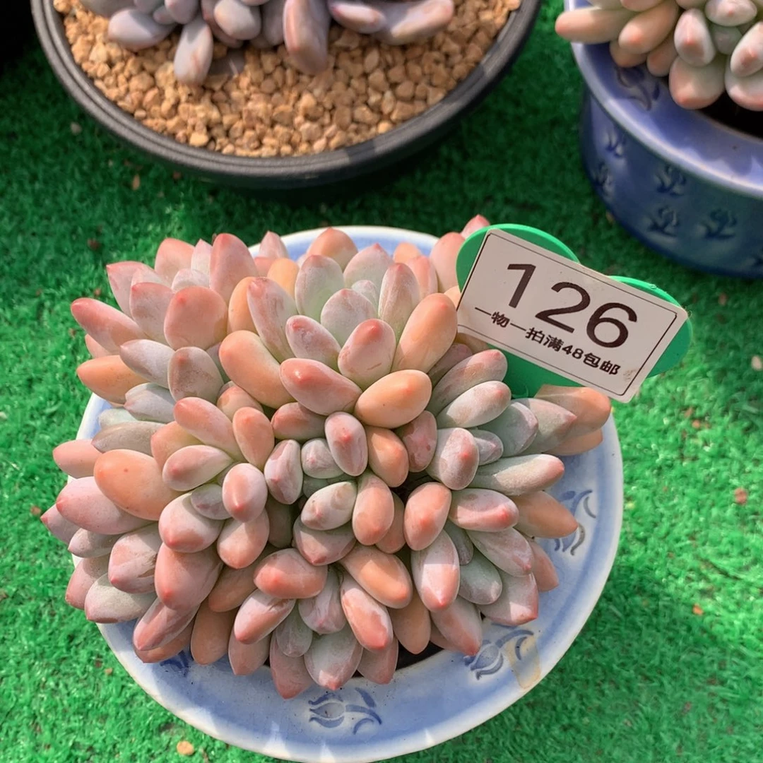 *****韩版香水老桩平头126