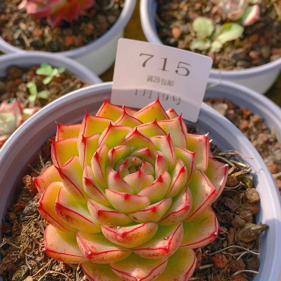 【闪购商品】明*云715