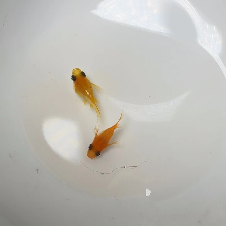 青鳉鱼24号拍品红球