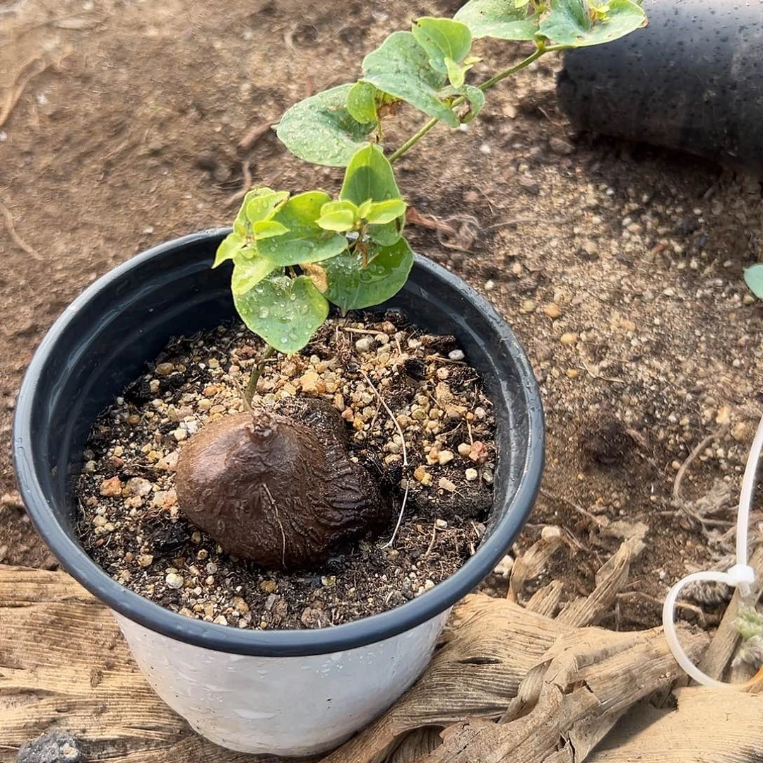 多肉植物龟甲龙单头