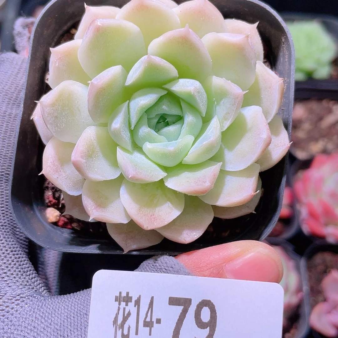 花利美14-79白月影