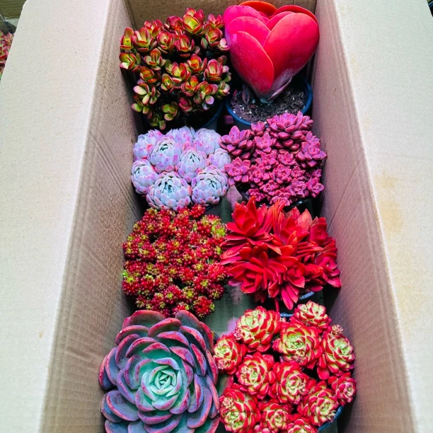 精品多肉组合（今天拍6发8）带盆带土包邮