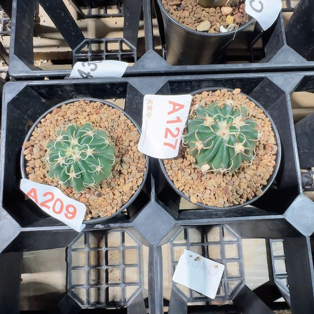 毵***君武藏实生仙人球209 127