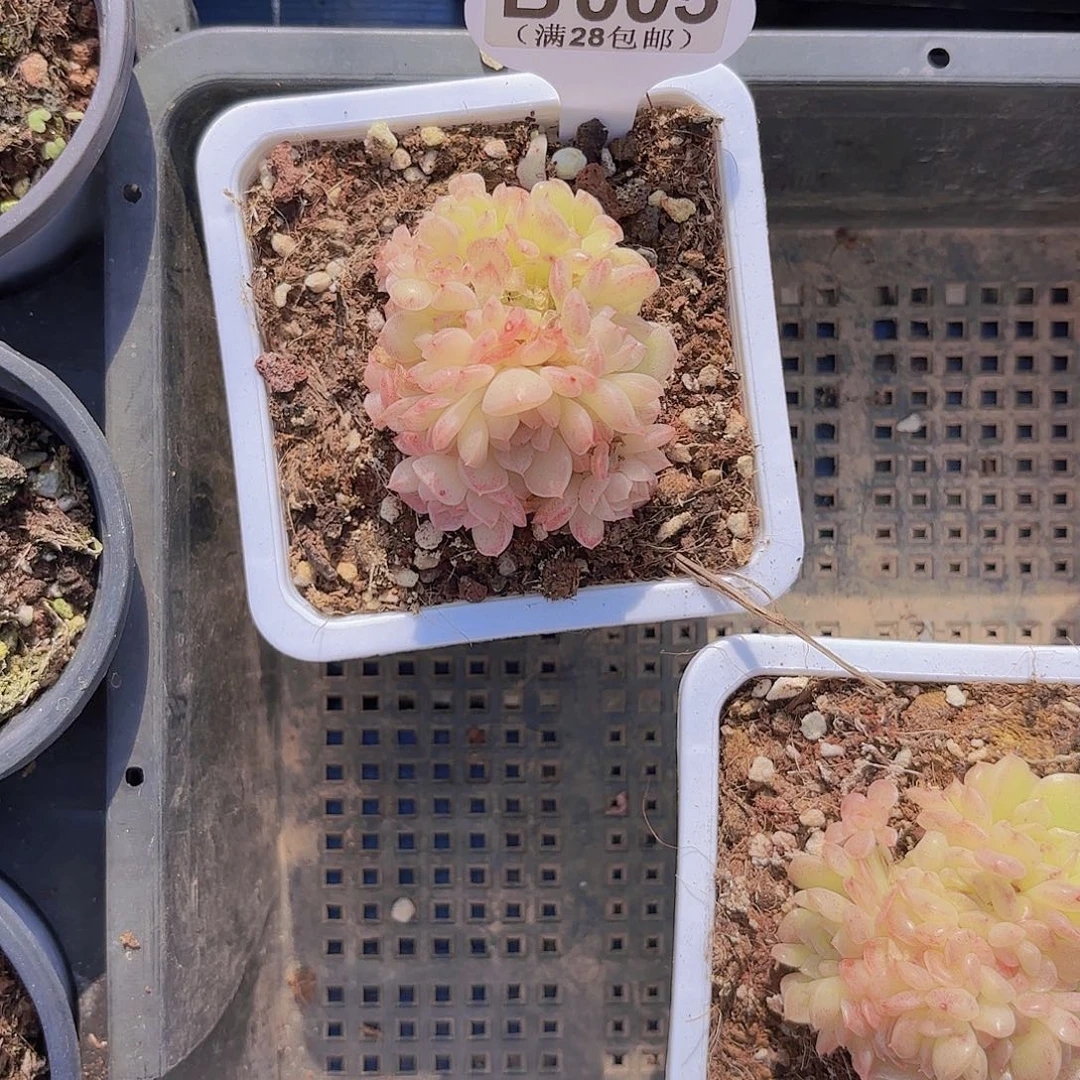 阿*B005珍珠麦秆一物一拍