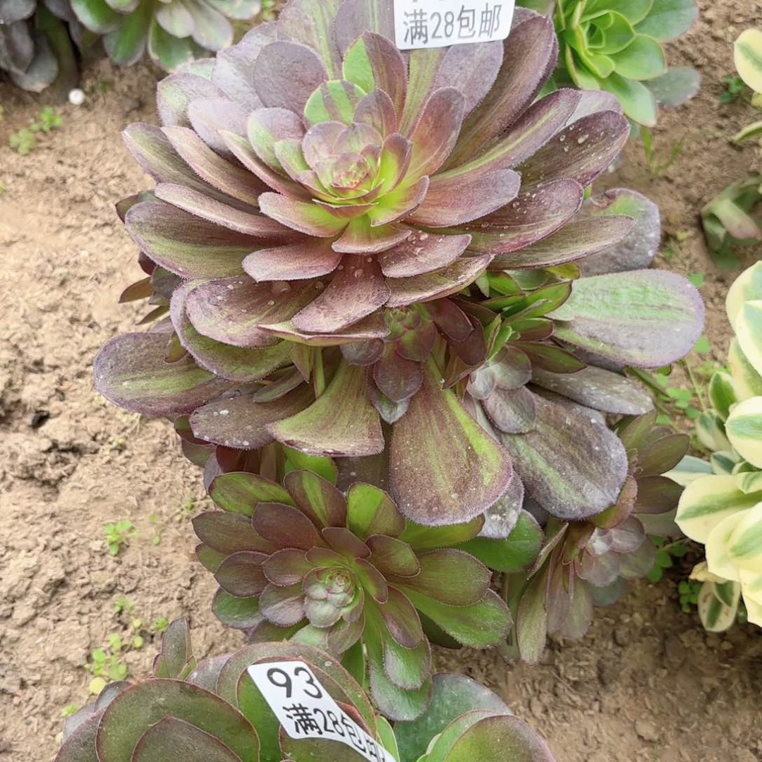 C.   9320花月夜多肉